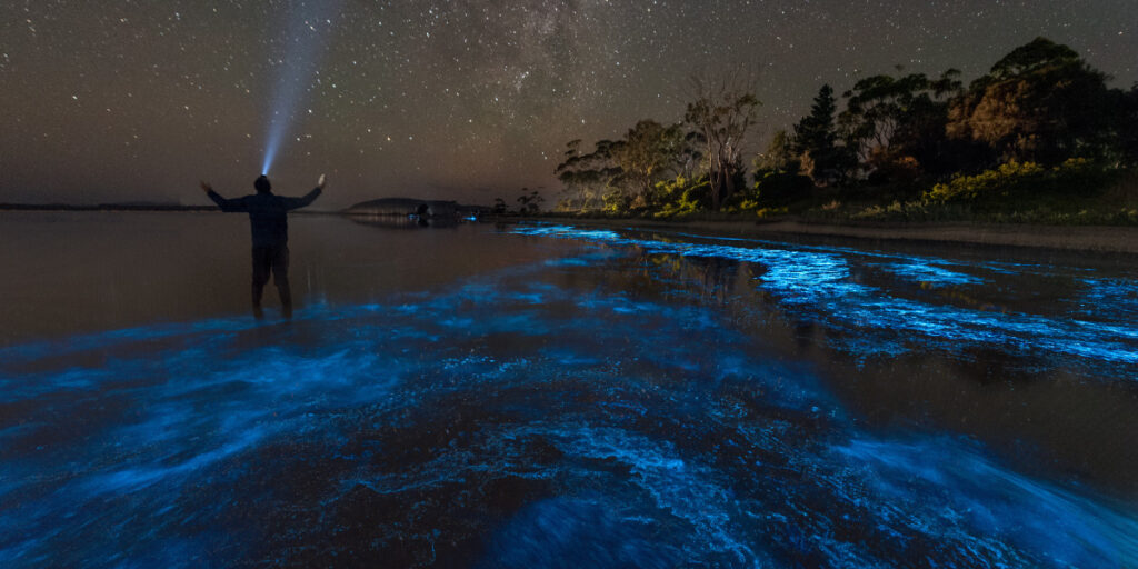 Bioluminescent Bay
