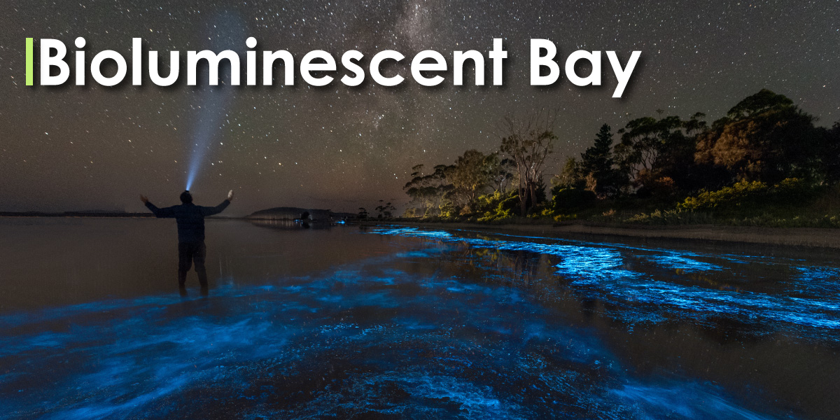 Bioluminescent bay